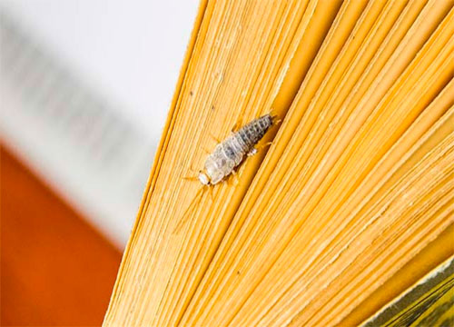 insectos come libros